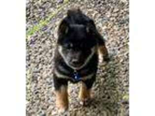 Shiba Inu Puppy for sale in Redmond, WA, USA