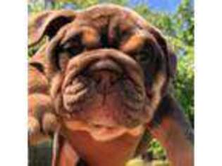 Olde English Bulldogge Puppy for sale in Irmo, SC, USA