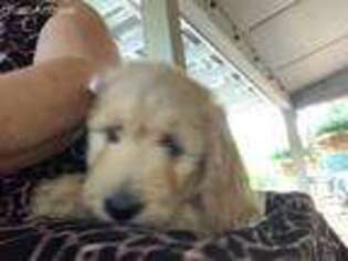 Goldendoodle Puppy for sale in Pascoag, RI, USA