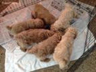 Goldendoodle Puppy for sale in Arcadia, OH, USA