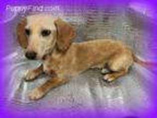 Dachshund Puppy for sale in Abilene, KS, USA