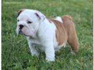 Bulldog Puppy for sale in Mulberry, KS, USA