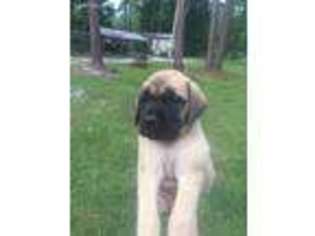 Mastiff Puppy for sale in Apalachicola, FL, USA