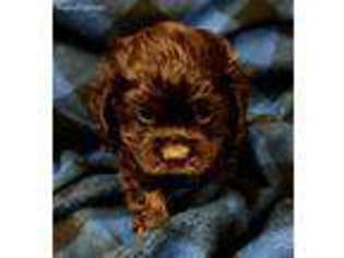 Cocker Spaniel Puppy for sale in Pilot Point, TX, USA