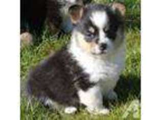 Pembroke Welsh Corgi Puppy for sale in SUSANVILLE, CA, USA