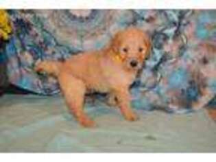 Goldendoodle Puppy for sale in Evensville, TN, USA