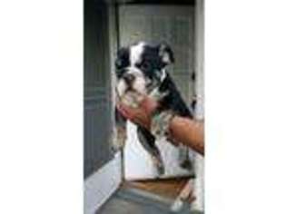Bulldog Puppy for sale in EL CAJON, CA, USA