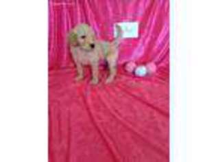 Goldendoodle Puppy for sale in Stuart, FL, USA