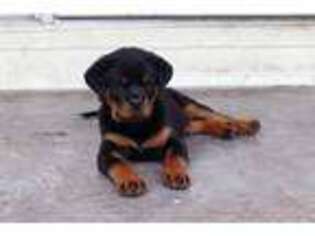 Rottweiler Puppy for sale in Stanton, KY, USA