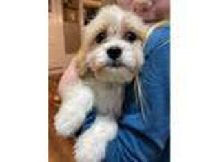 Cavachon Puppy for sale in Woodstock, CT, USA