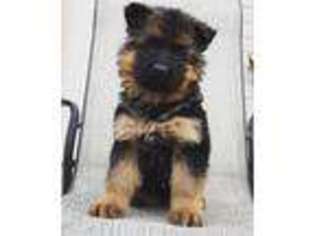 German Shepherd Dog Puppy for sale in Lees Summit, MO, USA