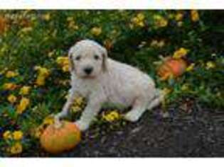 Goldendoodle Puppy for sale in Cowpens, SC, USA