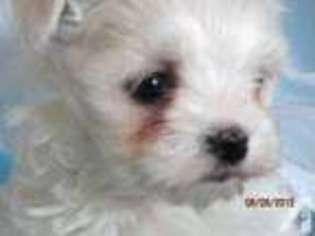 Maltese Puppy for sale in DAYTON, NV, USA