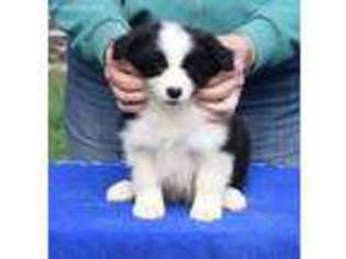 Border Collie Puppy for sale in Walkertown, NC, USA