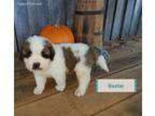 Saint Bernard Puppy for sale in Saint Louis, MO, USA
