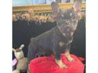 French Bulldog Puppy for sale in Taylorsville, NC, USA