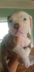 American Bulldog Puppy for sale in Oconomowoc, WI, USA