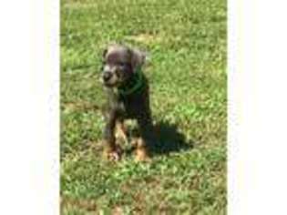 Doberman Pinscher Puppy for sale in Lamar, MO, USA