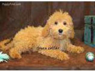 Labradoodle Puppy for sale in Crane, MO, USA