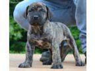 Mastiff Puppy for sale in North Hollywood, CA, USA