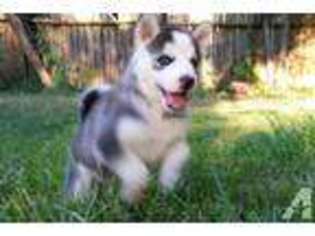 Siberian Husky Puppy for sale in CONROE, TX, USA