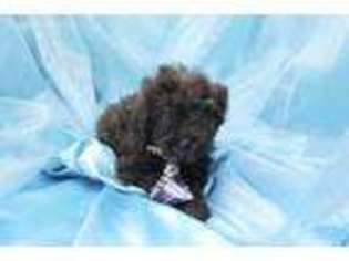 Schnoodle (Standard) Puppy for sale in Summerfield, NC, USA