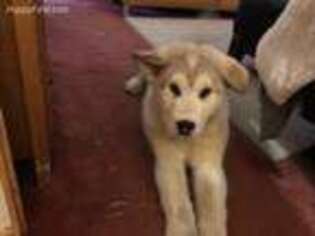 Alaskan Malamute Puppy for sale in Snohomish, WA, USA