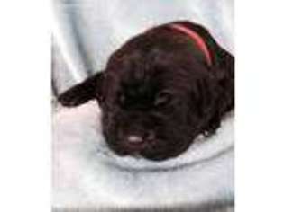 Cane Corso Puppy for sale in Williamsfield, OH, USA