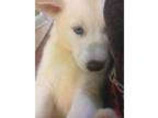 Siberian Husky Puppy for sale in Cedar Rapids, IA, USA