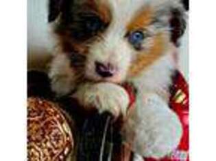 Miniature Australian Shepherd Puppy for sale in Del Valle, TX, USA
