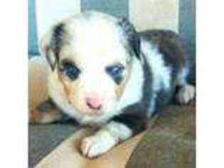 Miniature Australian Shepherd Puppy for sale in Russellville, KY, USA