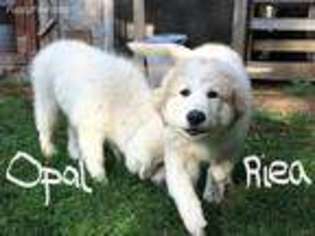 Great Pyrenees Puppy for sale in Menominee, MI, USA