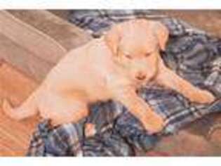 Labrador Retriever Puppy for sale in Shreveport, LA, USA
