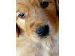 Golden Retriever Puppy for sale in Myrtle Point, OR, USA