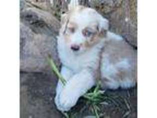 Australian Shepherd Puppy for sale in Webberville, MI, USA