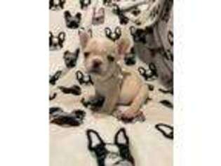 French Bulldog Puppy for sale in Las Cruces, NM, USA