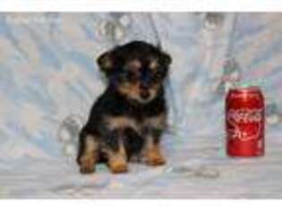 Mutt Puppy for sale in Sabillasville, MD, USA