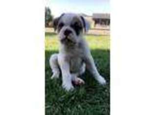 Olde English Bulldogge Puppy for sale in Sandy, UT, USA