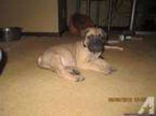 Bullmastiff Puppy for sale in ROCKFORD, IL, USA