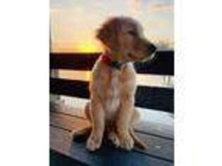 Golden Retriever Puppy for sale in Lady Lake, FL, USA