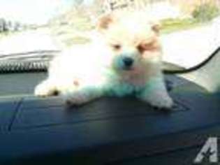 Pomeranian Puppy for sale in KATY, TX, USA