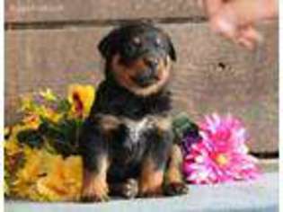 Rottweiler Puppy for sale in Paradise, PA, USA