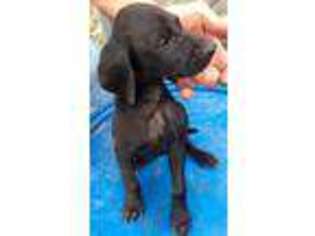 German Shorthaired Pointer Puppy for sale in Alice, TX, USA
