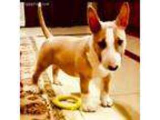 Bull Terrier Puppy for sale in Manhattan, KS, USA