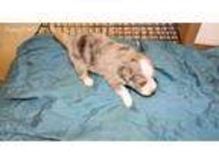 Miniature Australian Shepherd Puppy for sale in Carver, MN, USA