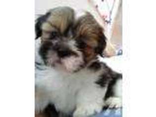 Lhasa Apso Puppy for sale in WAIANAE, HI, USA