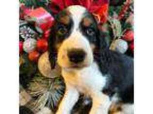 English Springer Spaniel Puppy for sale in Pearblossom, CA, USA