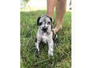 Great Dane Puppy for sale in Chesterfield, VA, USA