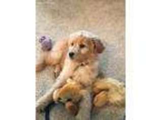 Goldendoodle Puppy for sale in Orland Park, IL, USA
