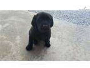 Labrador Retriever Puppy for sale in Greenville, SC, USA